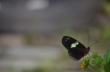 Longwing butterfly perched on plant