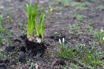 Transplanting daffodils into the ground