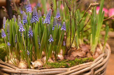Spring. Muscari spring flowers in a flower pot.