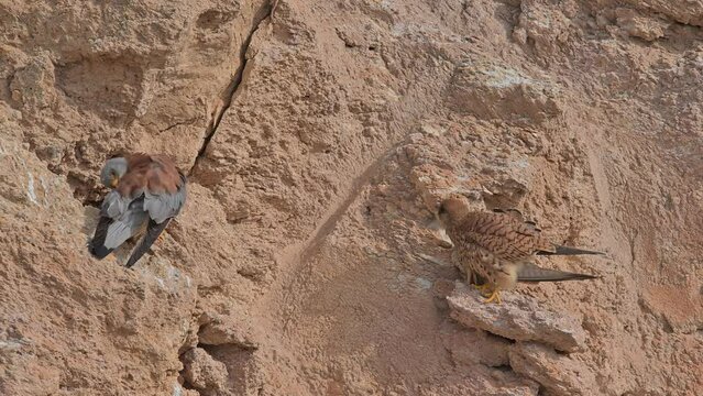 Lesser Kestrel Images – Browse 2,106 Stock Photos, Vectors, and Video ...