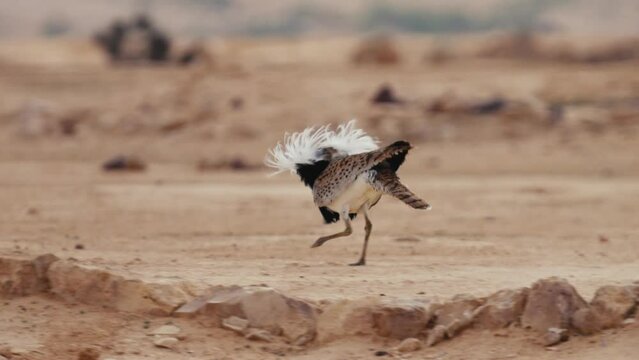 Asian Houbara Bustard (Chlamydotis macqueenii) 