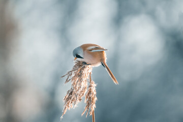bearded tit