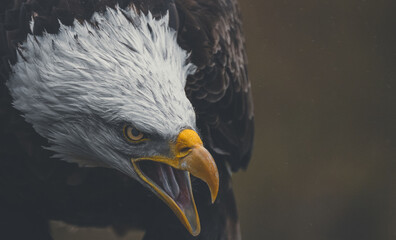 ​​eagle