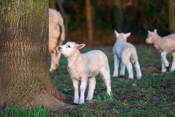 Obraz premium A lamb on the meadow