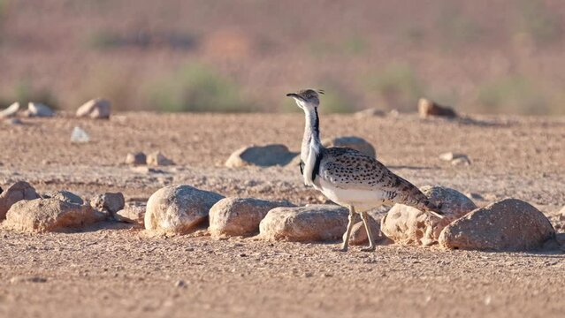 Asian Houbara Bustard (Chlamydotis macqueenii) 