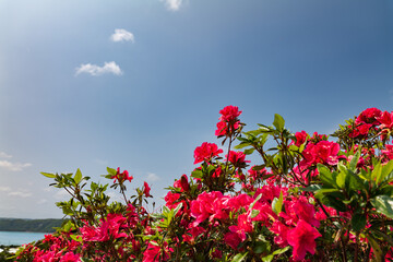 沖縄で咲く赤色のつつじの花と青空と海