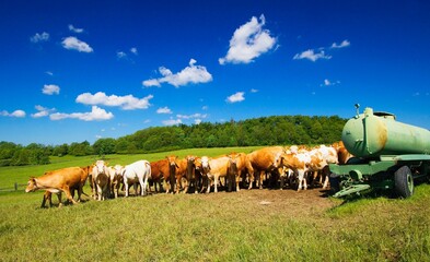 A herd of cows grazing on a mountain meadow in the Jesenik foothills.