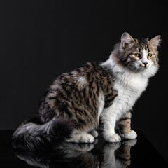 Fototapeta na wymiar Female long haired cat