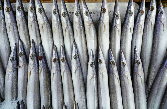 Garfishes (known also as needle fish) in fishermen market store shop. Turkish name zargana                           