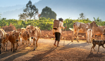 The farmer with his cows on the way home in the sunset in Chu Pah district, Gia Lai, Vietnam 