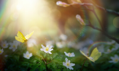 Art Spring Forest Glade With White Spring Flowers And Yellow Butterflies on a Sunny Day. Happy...