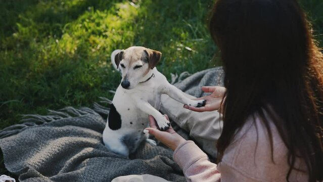 Handler Playing with Jack Russell Puppy in the Park, Woman Animal Trainer Exercising Domestic Animal. Jack Russell Giving Paws. People and Dogs Friendship Concept