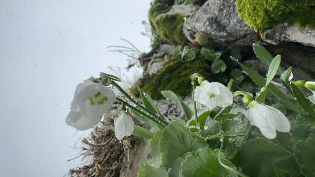 Images of snowdrop flowers under the snow.Videos of snowdrops under snowfall.