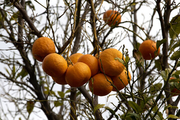 Branches of a tangerine tree with large orange fruits and green leaves as a background for design....