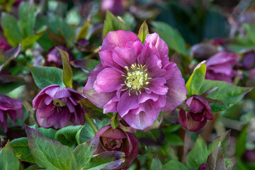 lila Lenzrose Helleborus orientalis Double Ellen purple Makro