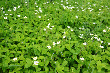 A field of green grass with white flowers of wild strawberry isolated, close-up 