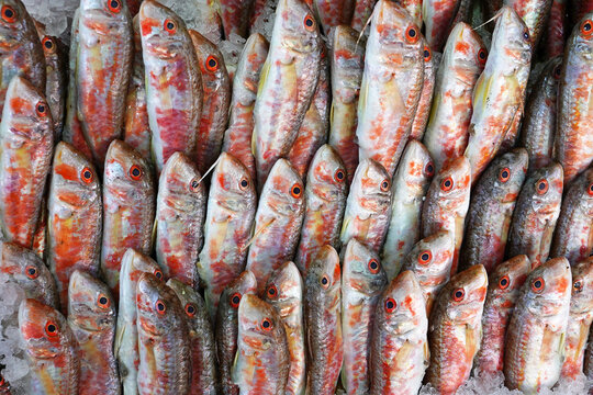 Red mullet fish in fishermen market store shop. Turkish name barbun, tekir    
