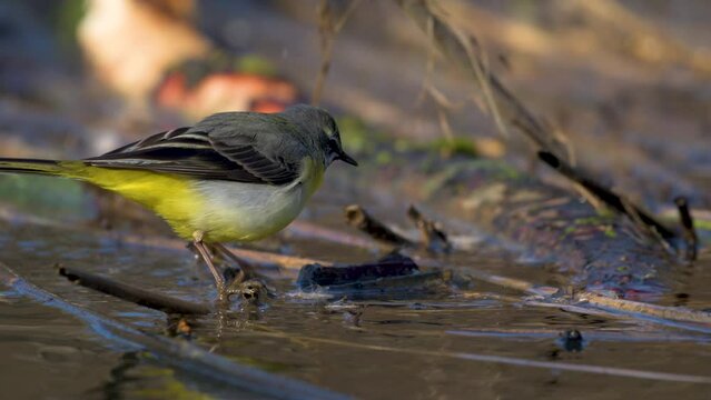 Slow motion close up of bird Gray wagtail (motacilla cinerea) on the surface of river foraging for food