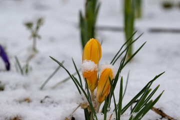 Close up image of crocus flowers in spring snowfall