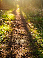 Fototapeta premium Small foot path in a forest path. Selective focus, Sun glow in the background. Warm and light mood. Day outdoor concept. Enjoy nature theme.