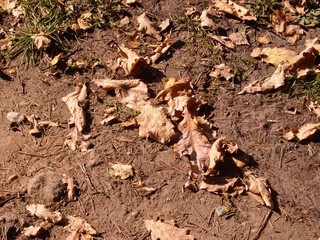 Dropped oak leaves against the background of the earth with rare grass sprouts. Autumn brown leaves on the background of bare empty ground