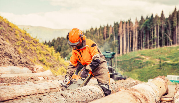 Woodcutter saws tree chainsaw on sawmill. Hard wood working in forest. Lumberman work wirh chainsaw in the forest. Woodcutter lumberjack is man chainsaw tree