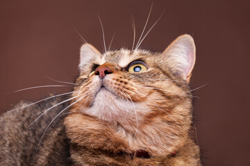 Cat looking up on brown background. Studio photo