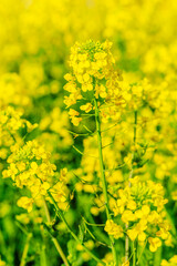 Obraz premium Beautiful rape flowers bloom in spring