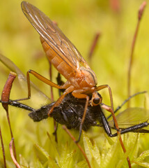 Red dance fly, Empis, eating the black fly on moss