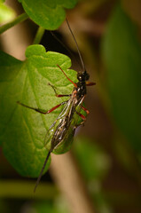 Lissonota wasp sitting on a leaf, the ovipositor visible