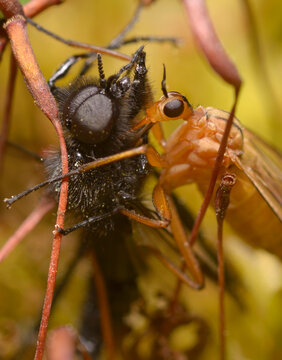 Red dance fly, Empis, eating the black fly on moss