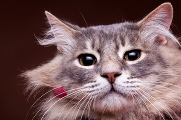 Grumpy cat in close up photo. Studio photo