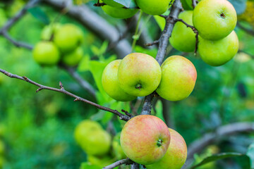 Green apples grow on the tree in the orchard