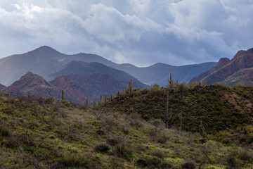 Desert Landscape in Arizona