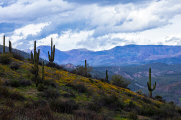 Cold Wildflowers on a Sonoran hillside
