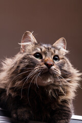 Gorgeous maine coon in studio photo. Beautiful domestic feline
