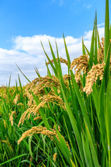 Mature rice in the fields
