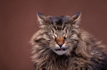 Naklejka na ściany i meble Sneezing maine coon breed cat on brown background. Studio photo