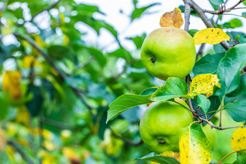 Green apples grow on the tree in the orchard