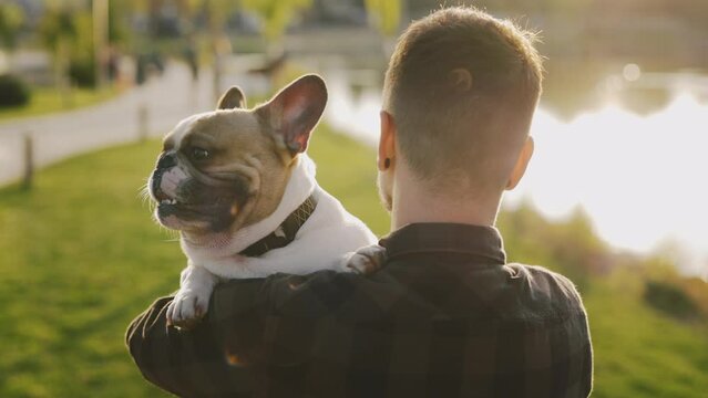 The back view of the man is going, holding brooklyn bulldog, and the pet is looking at the camera feling happy on the sunset. People and dogs friendship concept.