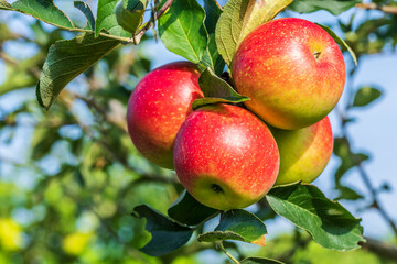 Obraz premium Fresh apples grow on the tree in the orchard