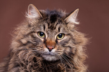Fototapeta premium Big Maine Coon breed cat. Studio photo