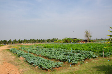 Thailand is a country that practices agriculture