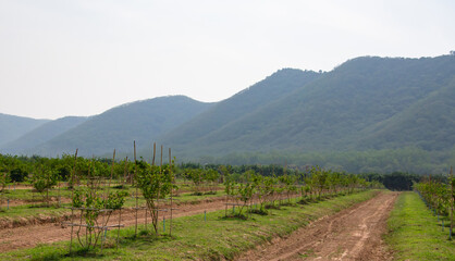 Thailand is a country that practices agriculture