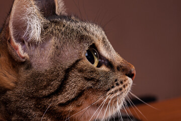 Beautiful cat in close up photo. Studio photo