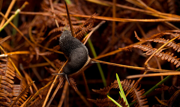 Caracter&iacute;stico paisage de oto&ntilde;o en bosques de helecho, de ve una babosa marr&oacute;n encima de helechos