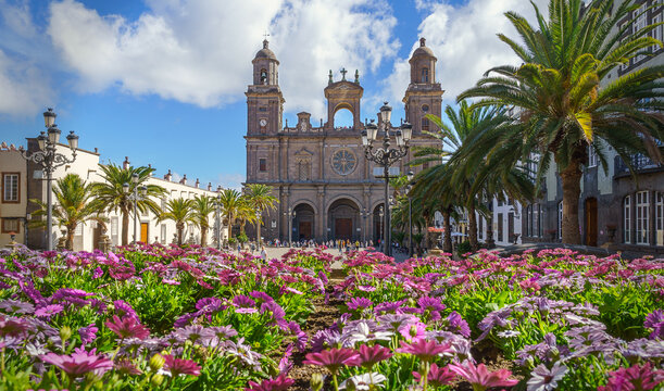 Die Kathedrale Santa Ana in Las Palmas in der Frühlingssonne mit prächtigen magentafarbenen  Bornholmmargeriten als Vordergrundrahmen
