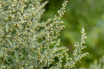 Wormwood Artemisia. Wormwood Leaves And Flowers.Wormwood Artemisia absinthium in garden - obrazy, fototapety, plakaty