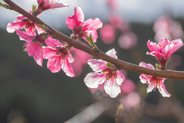 Blossoming of the peach fields with the arrival of spring in the south of the Mediterranean