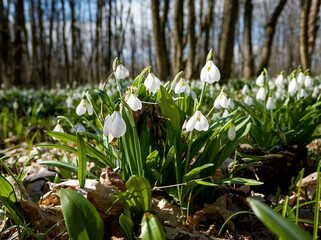 first white snowdrops in the spring forest on sunny day
